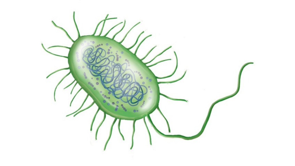 10 million people worldwide have active tb ~ the infectious form of tuberculosis (33)