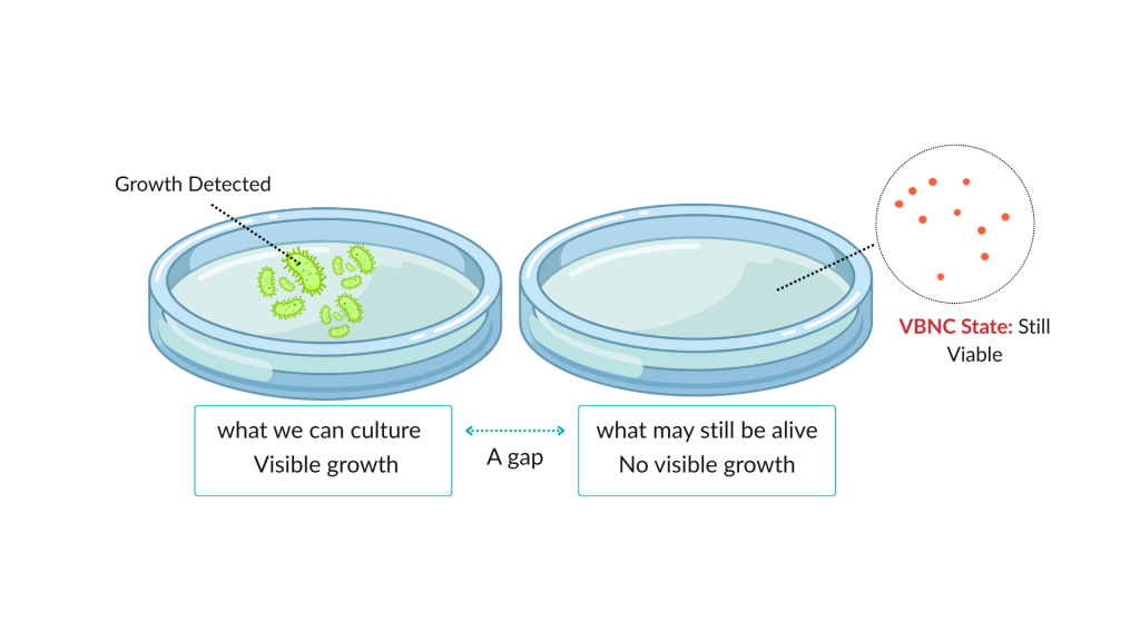 (a) skin microorganisms attach to fibres (5)