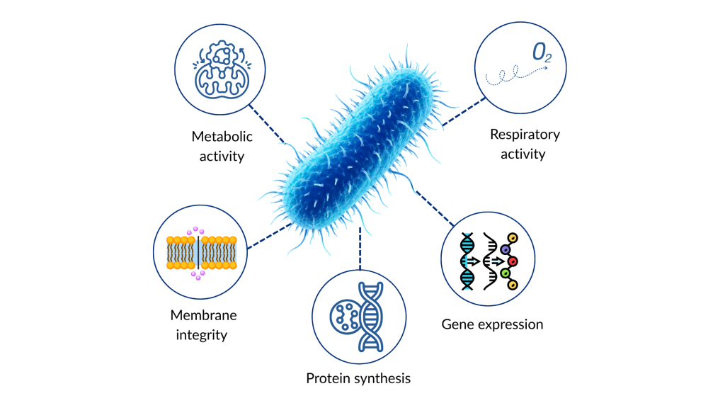 (a) skin microorganisms attach to fibres (6)