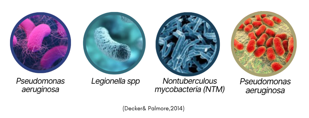 legionella spp. (1)